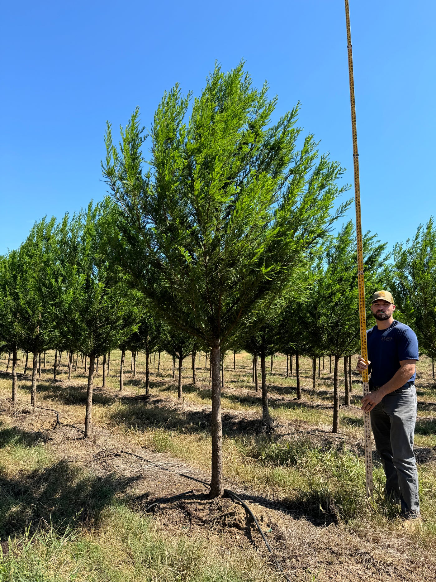 Taxodium distichum 'TDMTF' ~ Ciprés calvo Uptyn™
