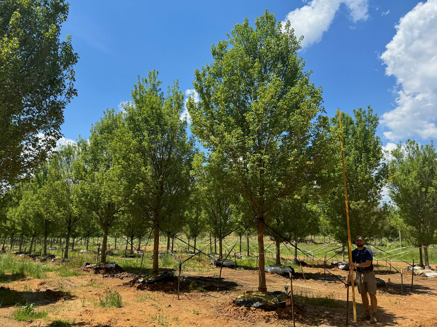 Acer buergerianum 'ABFSS' ~ Valynor® Arce tridente