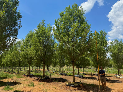 Acer buergerianum 'ABFSS' ~ Valynor® Arce tridente