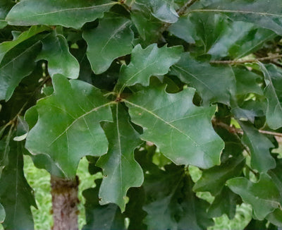 Quercus alba ~ White Oak