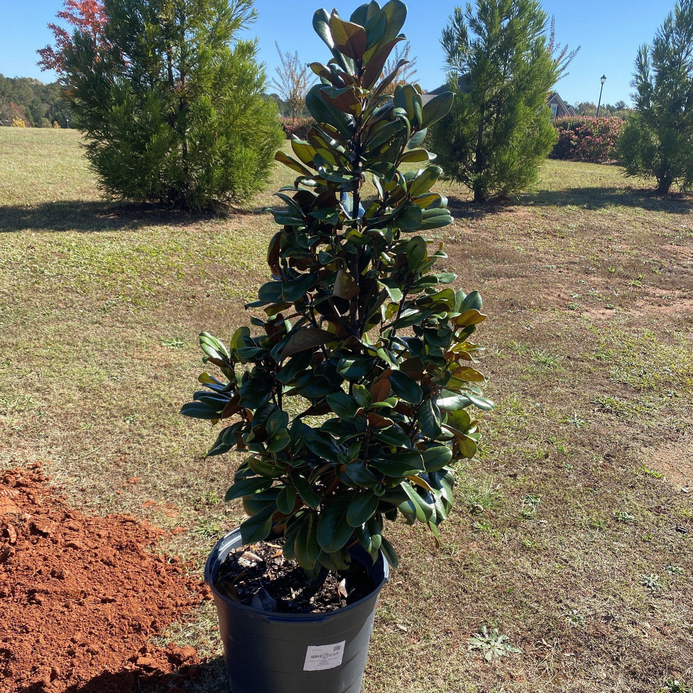 Magnolia grandiflora 'Southern Charm' PP#13,049 ~ Teddy Bear® Magnolia