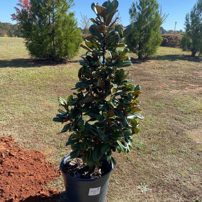 Magnolia grandiflora 'Southern Charm' PP#13,049 ~ Teddy Bear® Magnolia