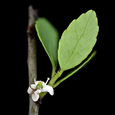 Ilex vomitoria 'Pride of Houston' ~ Pride Of Houston Yaupon Holly