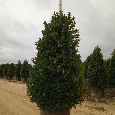 Ilex 'Conaf' ~ Oakleaf Holly
