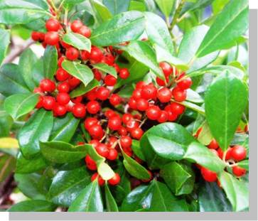 Ilex x attenuata ’IABOF’ ~ Miss Pryss® Holly