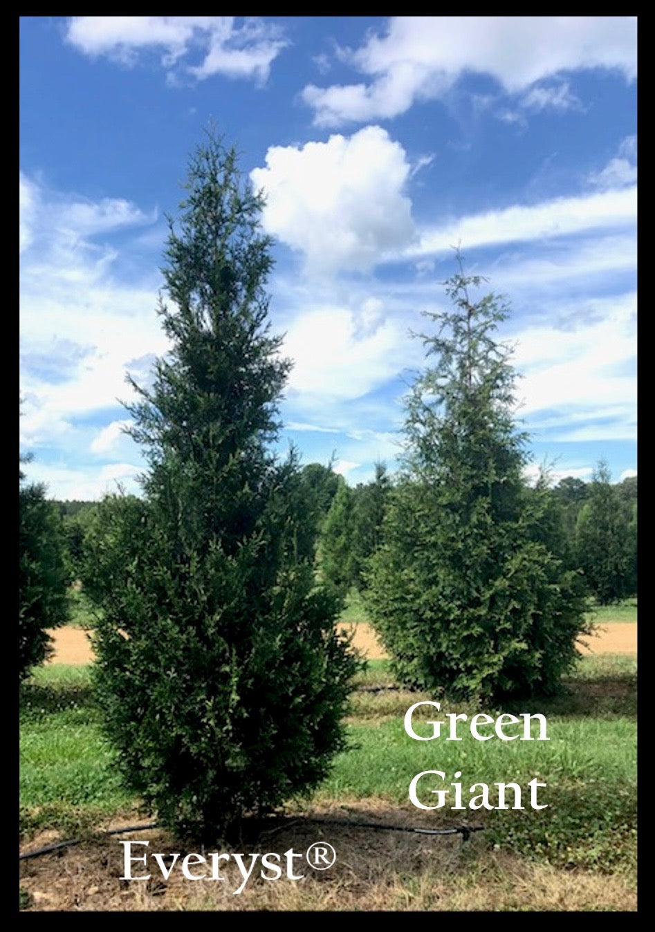 Thuja plicata 'TPMTF' ~ Everyst® Western Cedar – Moon's Tree Farm