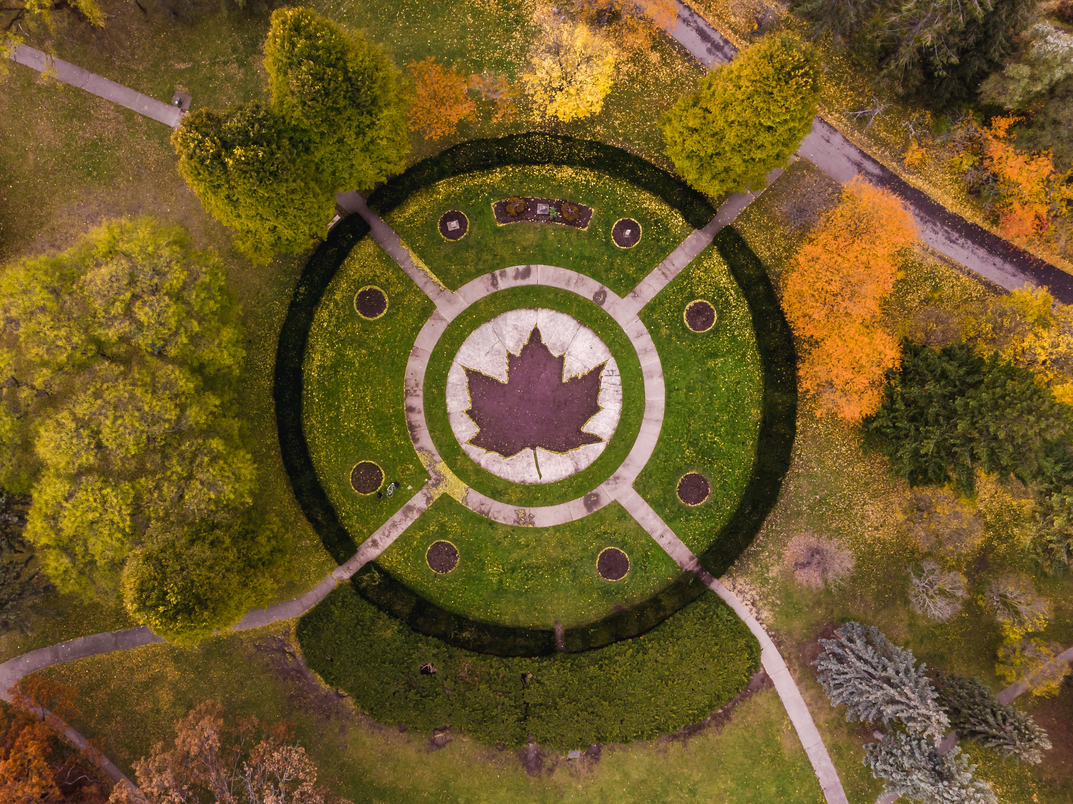 Maple – Moon's Tree Farm