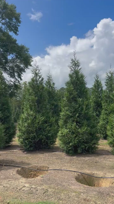 Thuja plicata 'TPMTF' ~ Cedro occidental Everyst®