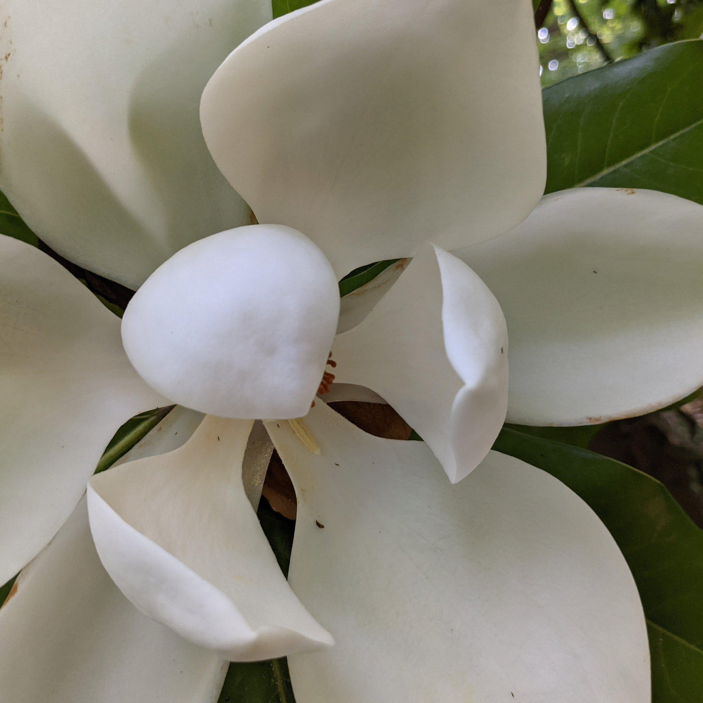 Magnolia grandiflora 'Southern Charm' PP#13,049 ~ Teddy Bear® Magnolia