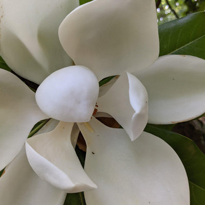 Magnolia grandiflora 'Southern Charm' PP#13,049 ~ Teddy Bear® Magnolia