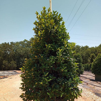Ilex 'Conaf' ~ Oakleaf Holly