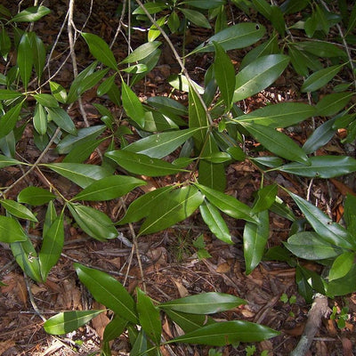 Osmanthus americanus ~ Aceituna silvestre
