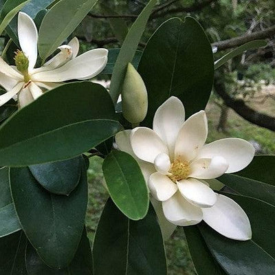 Magnolia virginiana 'Belle del Norte' ~ Magnolia de la Bella del Norte