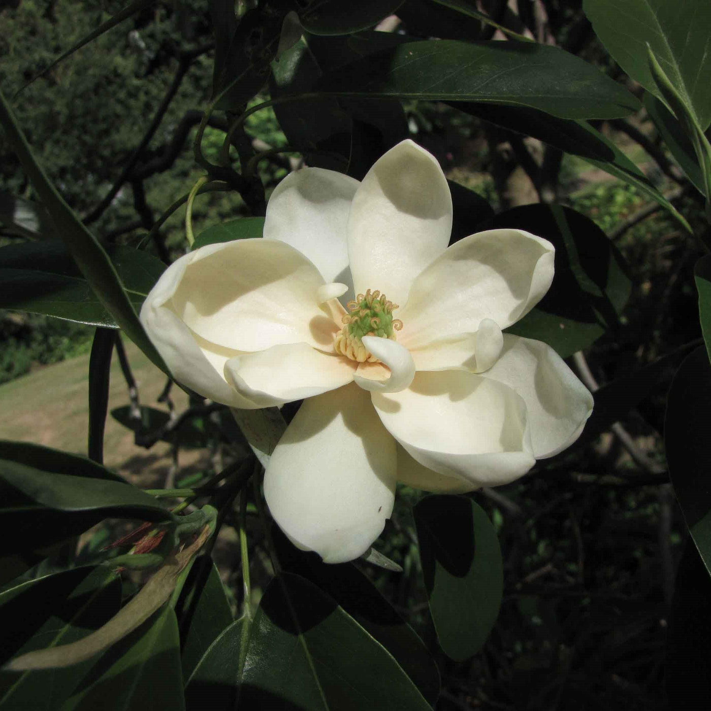 Magnolia virginiana 'Belle del Norte' ~ Magnolia de la Bella del Norte