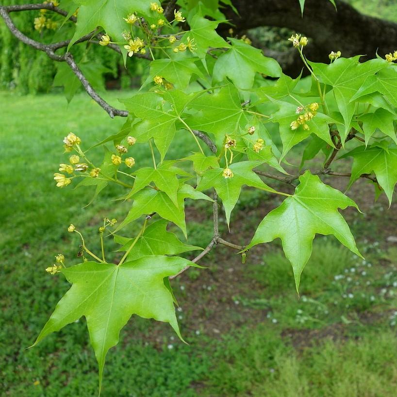 Acer truncatum ~ Arce de Shantung