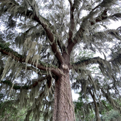 Quercus virginiana 'Sky Climber' ~ Sky Climber Southern Live Oak