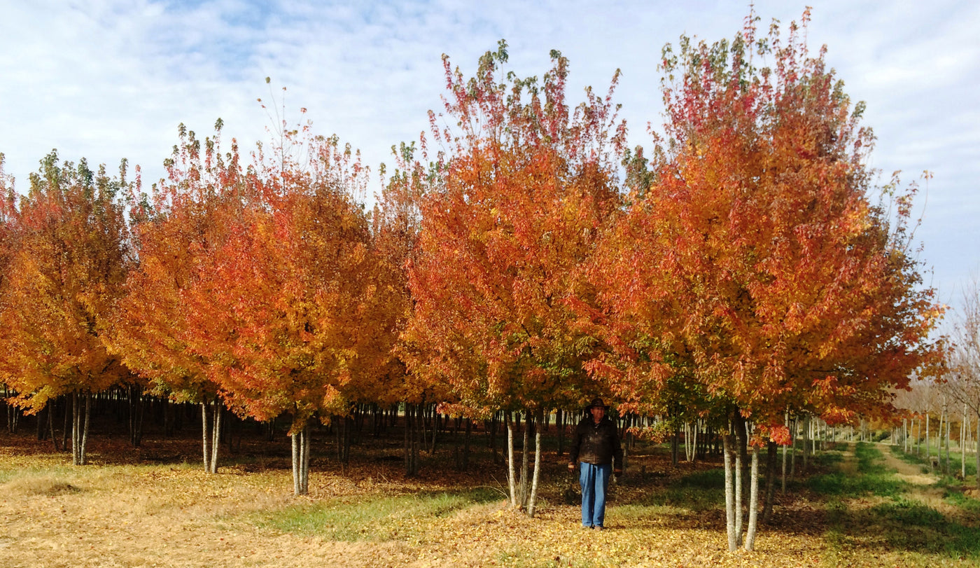 Mspl Afser Acer buergerianum 'ABMTF' ~ Aeryn® Trident Maple – Moon's Tree Farm