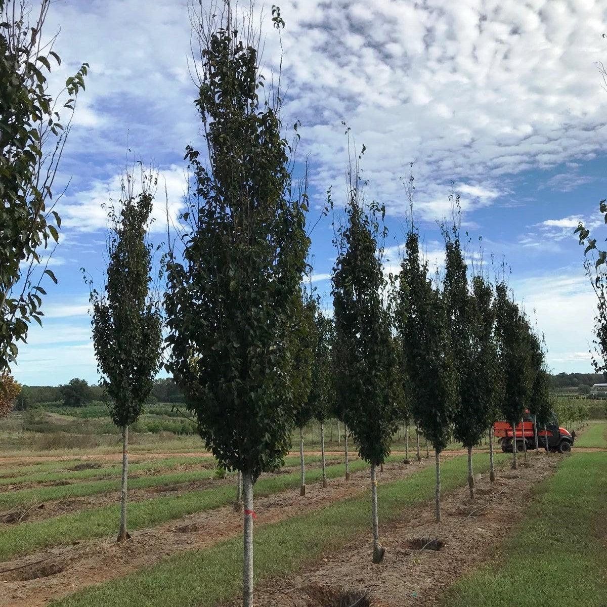 Carpinus Caroliniana CCMTF2 Clarynette American Hornbeam Moon s carpinus-caroliniana-ccmtf2-clarynette-american-hornbeam-moon-s