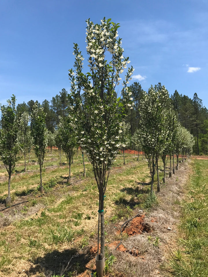 エバーフレッシュ 145cm８号 S-shaped tree form エバーフレッシュ 143cm8号 S-shaped tree form エバーフレッシュ
