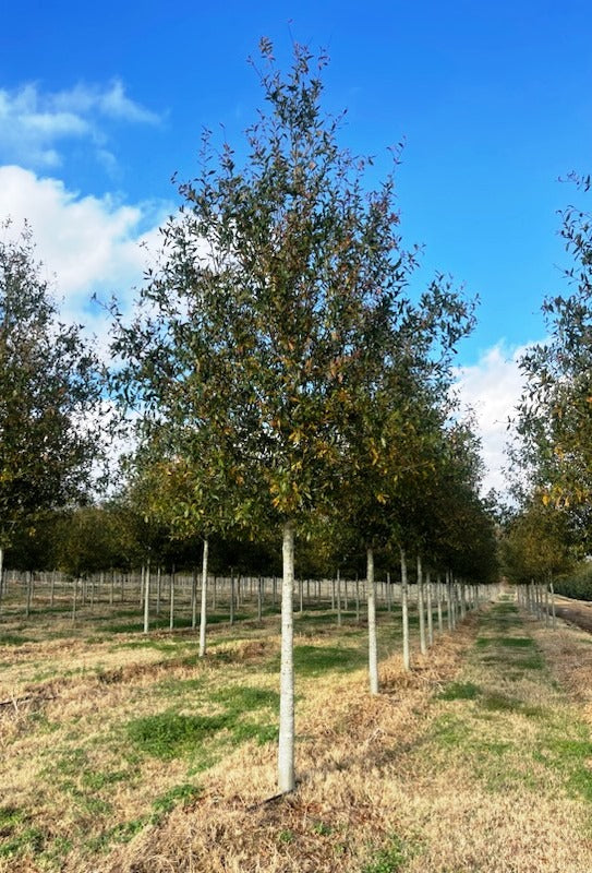 Quercus hemisphaerica ‘QHMTF’ ~ Avalyn® Laurel Oak