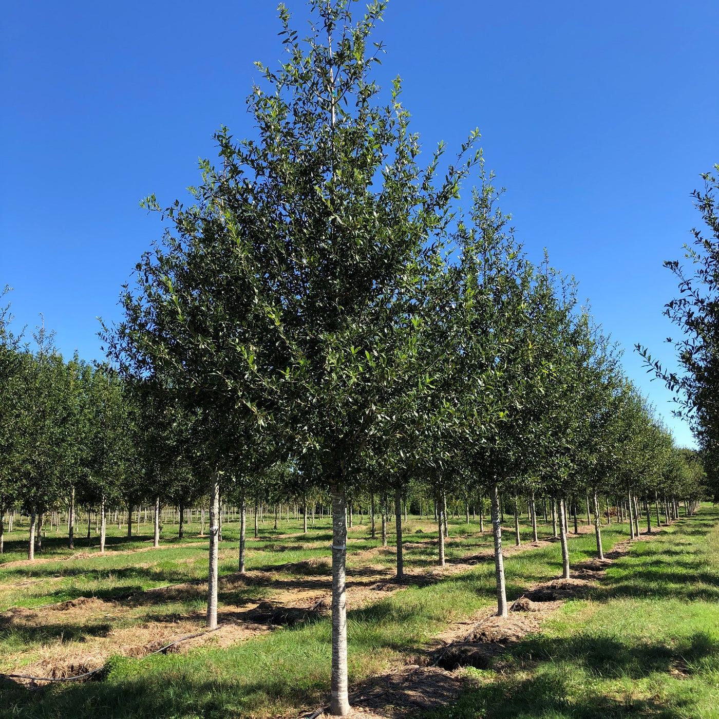 Quercus hemisphaerica ‘QHMTF’ ~ Avalyn® Laurel Oak