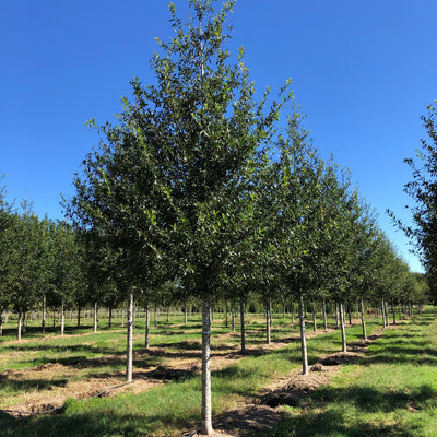 Quercus hemisphaerica ‘QHMTF’ ~ Avalyn® Laurel Oak