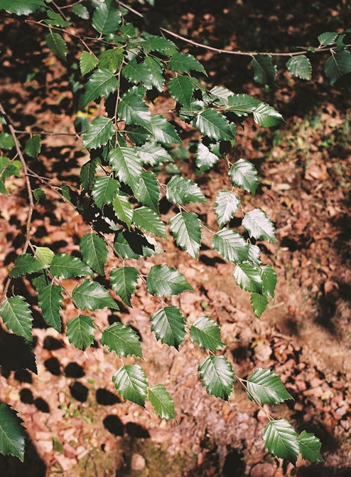 Betula nigra 'BNMTF' ~ Abedul de río Dura Heat®