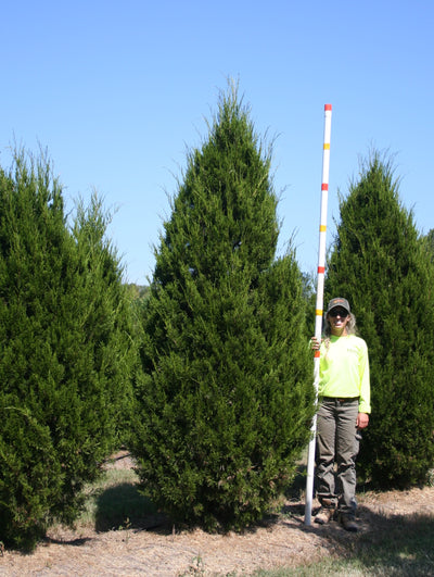 Juniperus virginiana 'Brodie' ~ Brodie Red Cedar