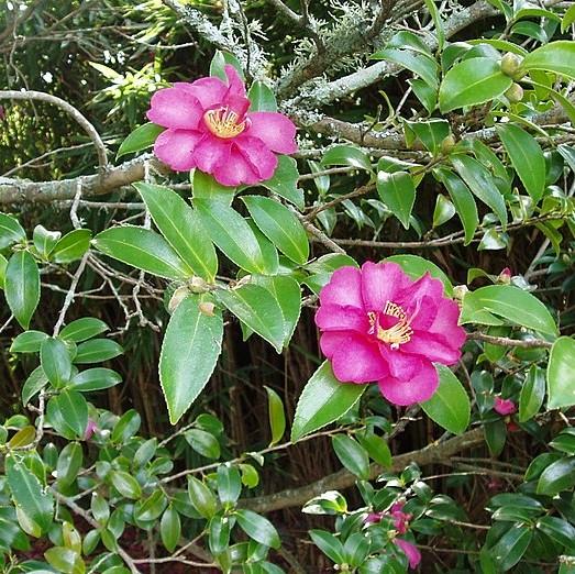 Camellia sasanqua 'Kanjiro' ~ Kanjiro Camellia