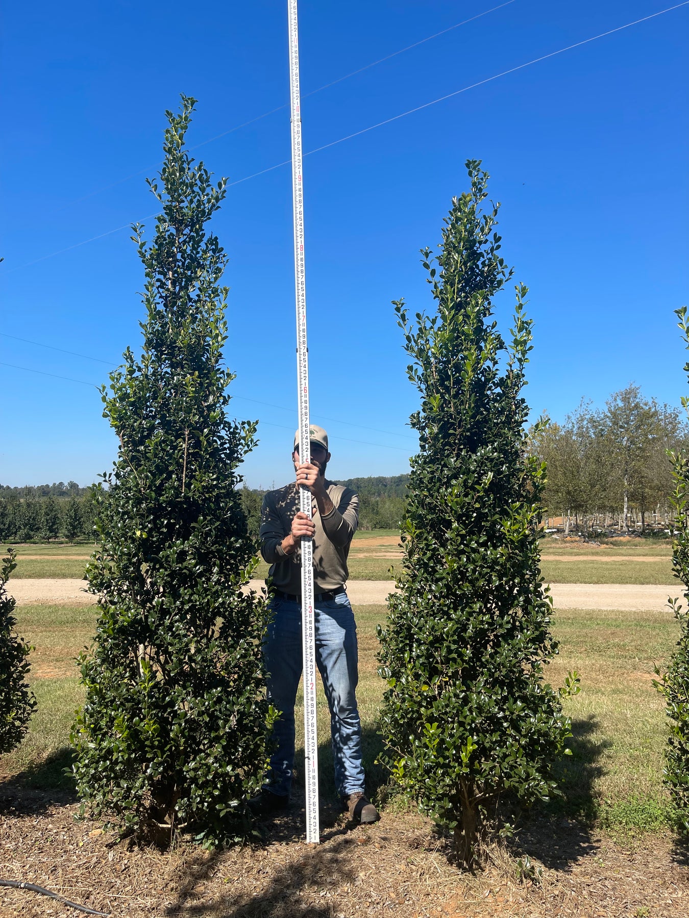 Sentiinel Tree Ilex x 'Carolina Sentinel' ~ Carolina Sentinel Holly – Moon's Tree Farm
