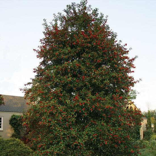 Ilex x 'HL10-90' ~ Christmas Jewel® Holly – Moon's Tree Farm