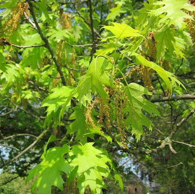 Quercus coccinea ~ Scarlet Oak