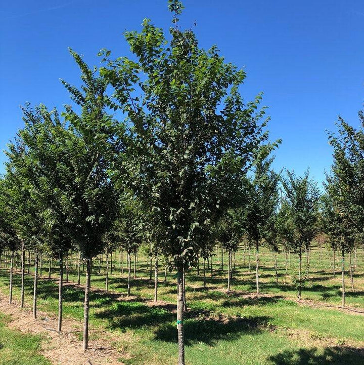 Hayven_Zelkova_720x.jpg?v=