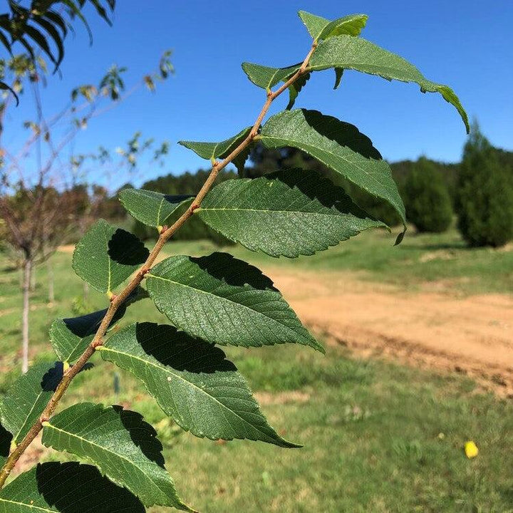 Zelkova serrata 'ZSMTF' ~ Hayven® Zelkova – Moon's Tree Farm