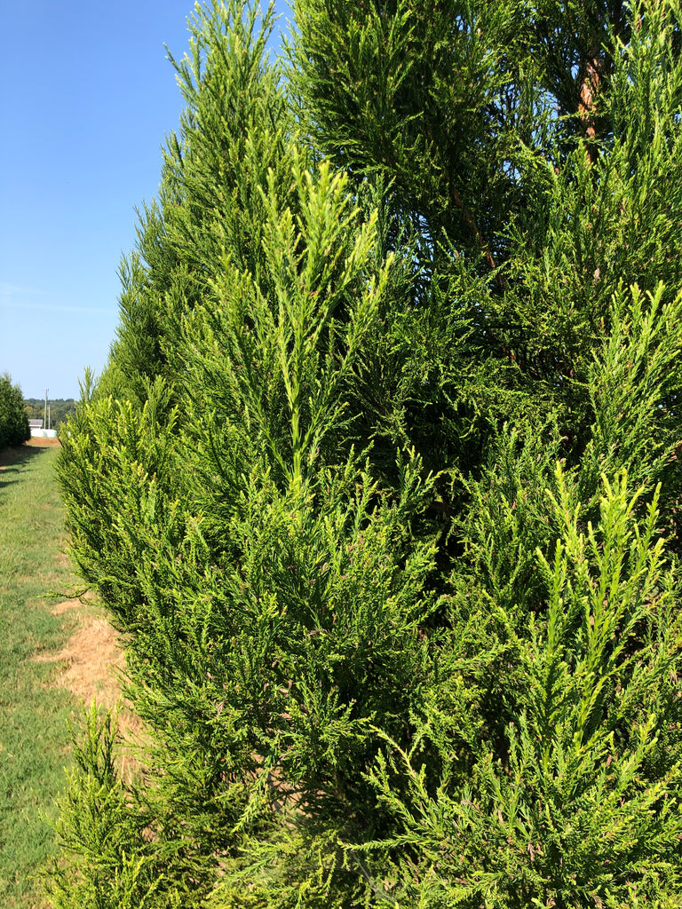 Cryptomeria japonica 'CJMTFZ' ~ Kashyma® Japanese Cedar – Moon's