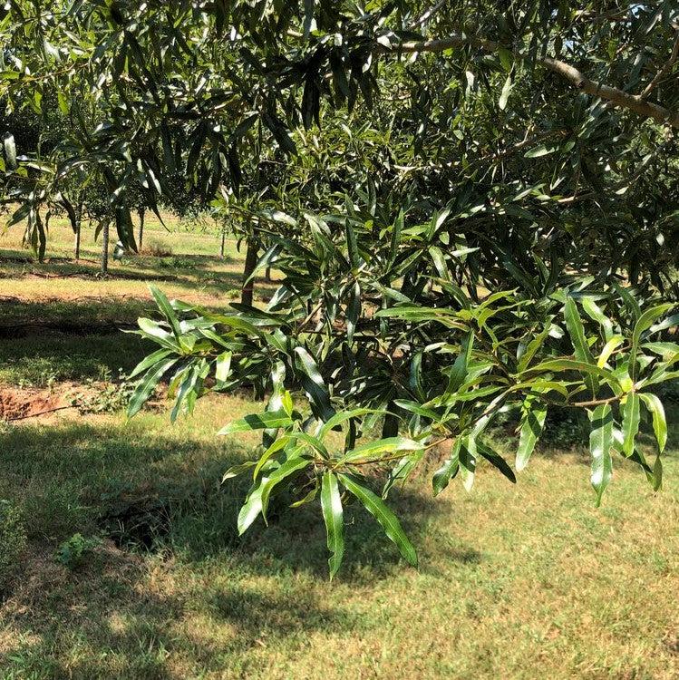 Quercus phellos 'QPMTF2' ~ Atlantys® Willow Oak