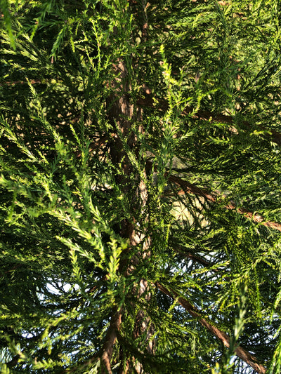 Cryptomeria japonica 'CJMTFZ' ~ Kashyma™ Japanese Cedar