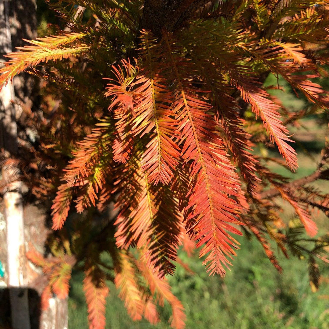 Taxodium distichum 'TDMTF' ~ Uptyn® Bald Cypress – Moon's Tree Farm