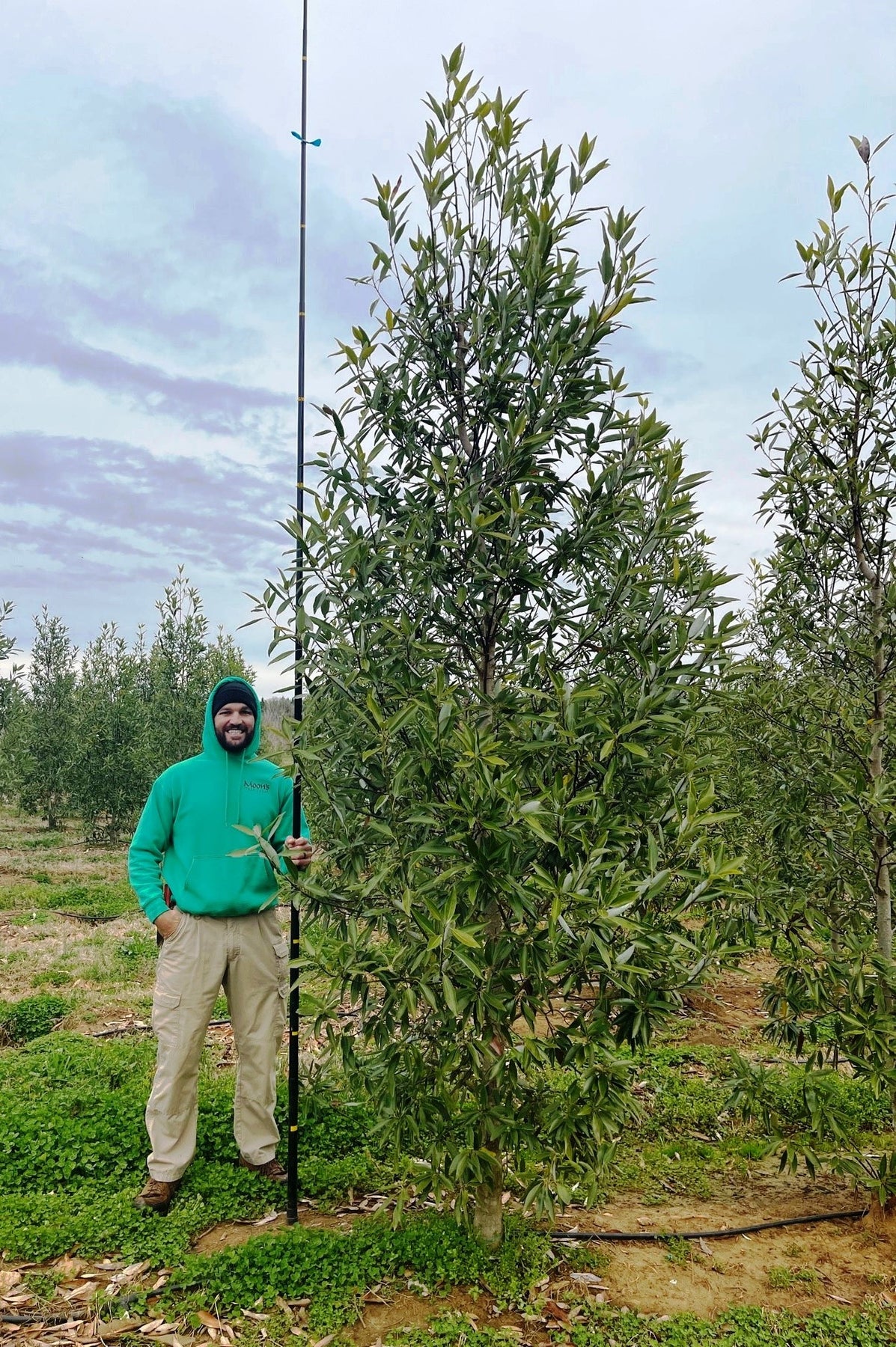 Magnolia virginiana ’MVMTF’ ~ Keltyk® Sweetbay Magnolia – Moon's Tree Farm