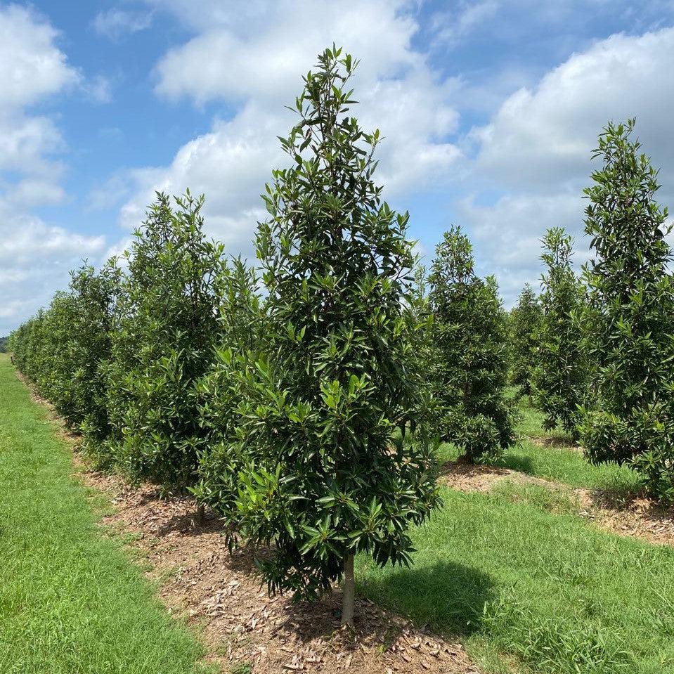 Magnolia virginiana ’MVMTF’ ~ Keltyk® Sweetbay Magnolia – Moon's Tree Farm