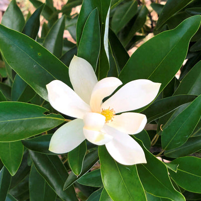 Magnolia virginiana ’MVMTF’ ~ Keltyk® Sweetbay Magnolia