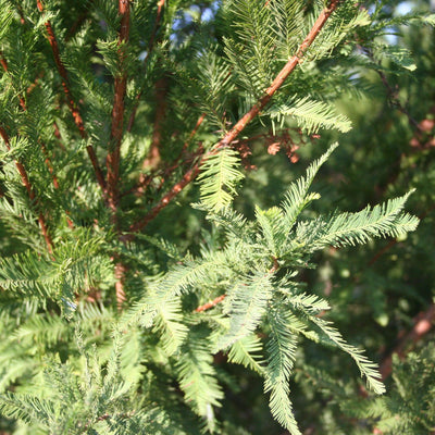 Taxodium distichum 'TDMTF' ~ Uptyn™ Bald Cypress