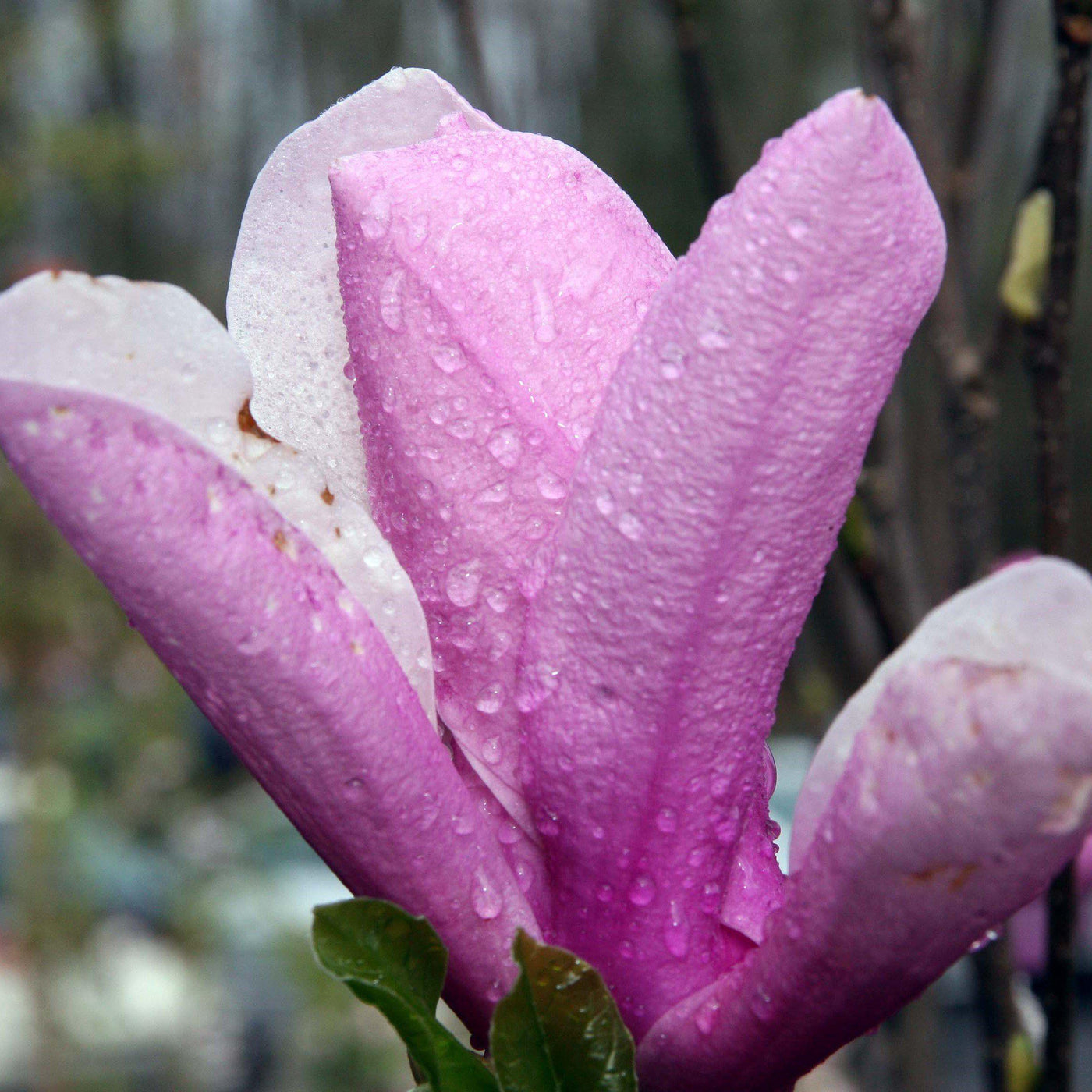 Magnolia x soulangiana 'Jane' ~ Platillo 'Jane' Magnolia