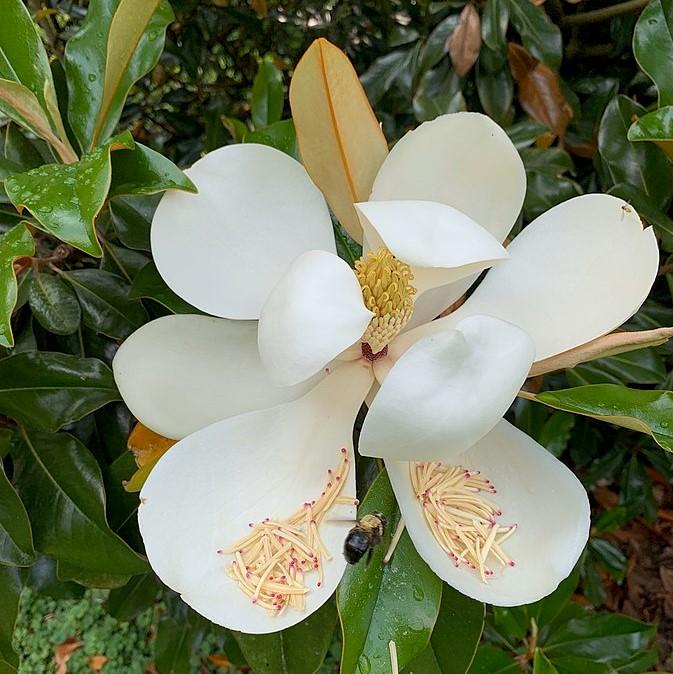 Magnolia grandiflora 'Belleza marrón de Bracken' ~ Belleza marrón de Bracken Magnolia del sur