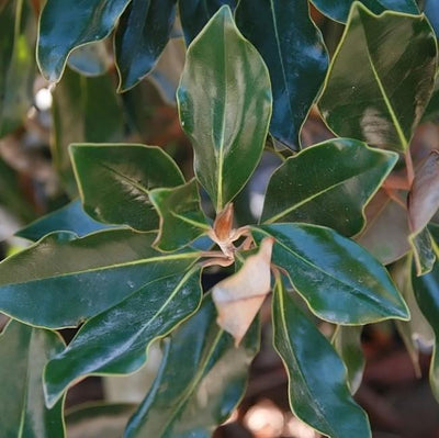 Magnolia grandiflora 'Pequeña joya' ~ Pequeña joya Magnolia