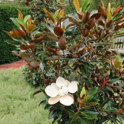 Magnolia grandiflora 'Pequeña joya' ~ Pequeña joya Magnolia