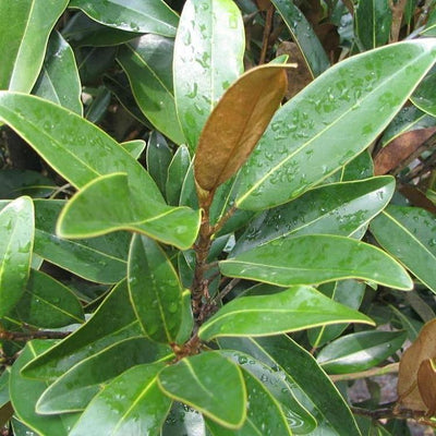 Magnolia grandiflora 'TMGH' ~ Alta™ Southern Magnolia