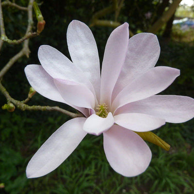Magnolia loebneri 'Leonard Messel' ~ Leonard Messel Magnolia