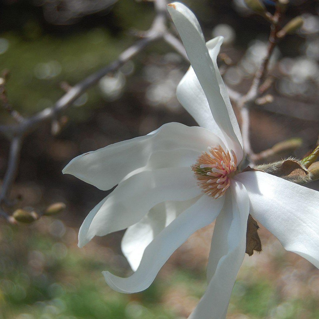Magnolia loebneri 'Merrill' ~ Merrill Magnolia