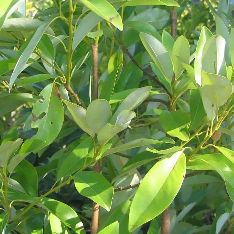 Magnolia virginiana 'Jim Wilson' PP12,065 ~ Moonglow® Sweet Bay Magnolia